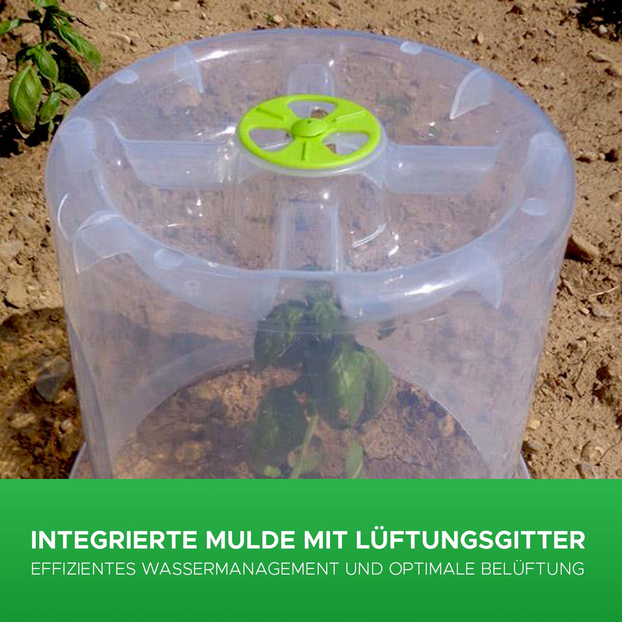 Pflanzglocke OASIS Anwendung Mattenlager | Pflanzglocke