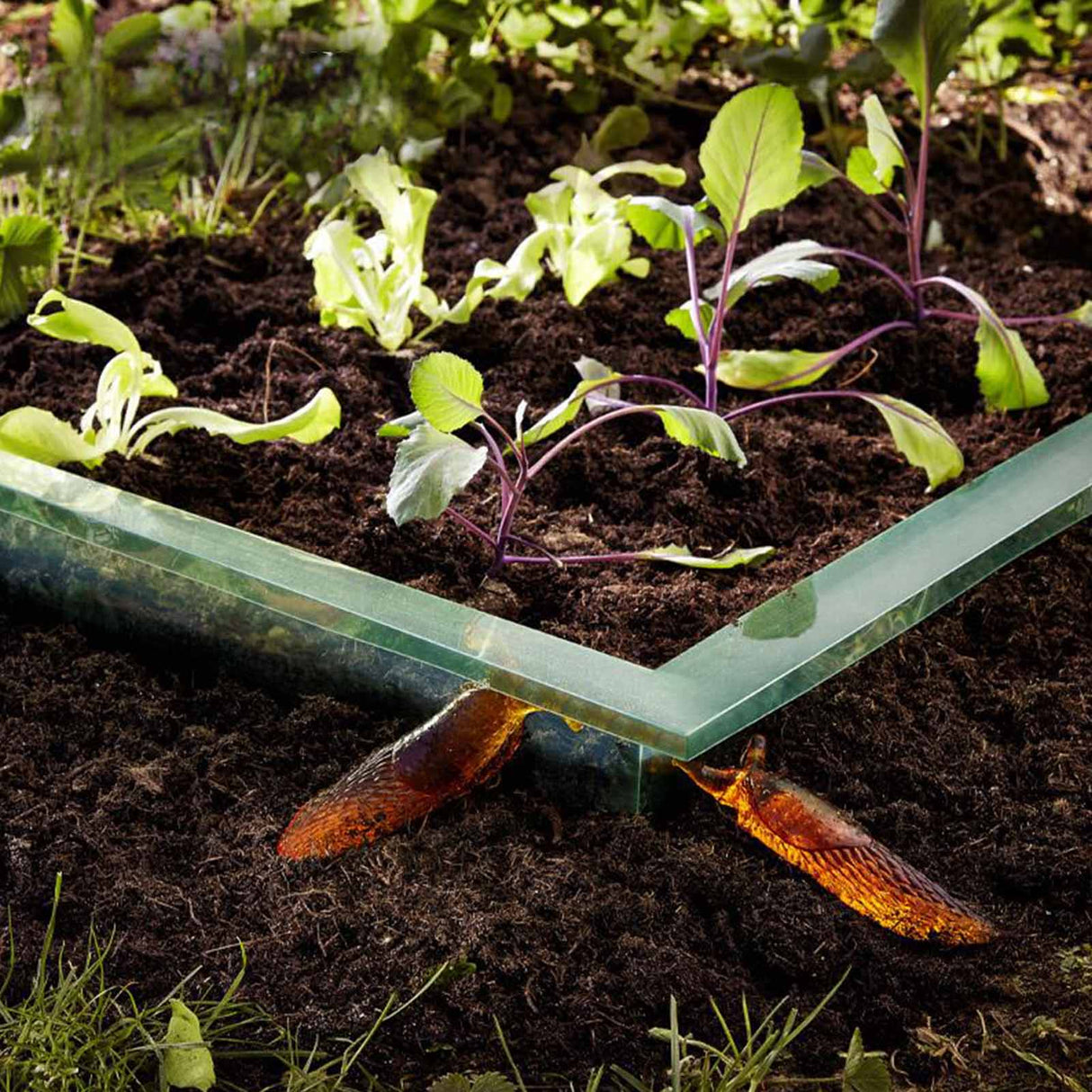 Premium Schneckenbarriere SCUTO Anwendung Mattenlager