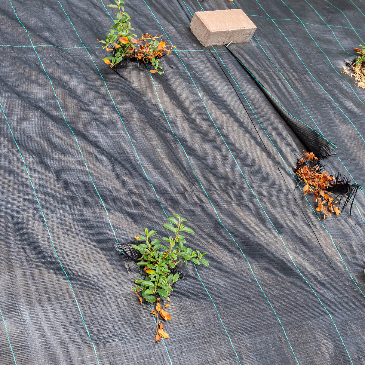 Toile de paillage LOCK - voile de jardin anti-mauvaises herbes