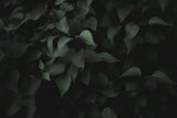 Kevins Matte | Info